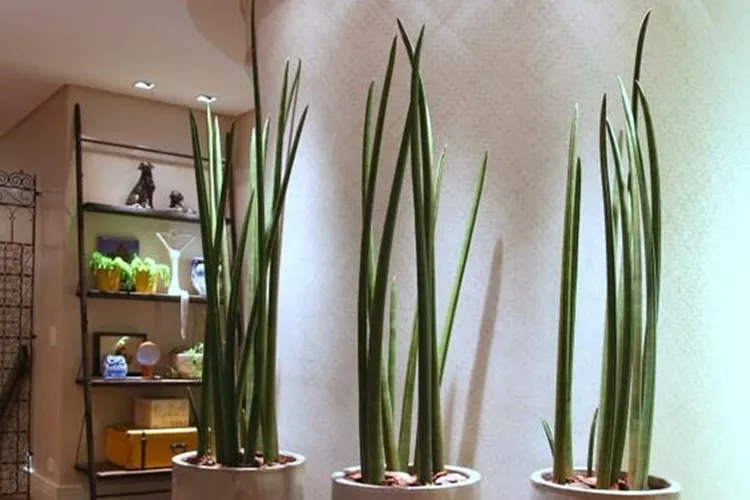 Planta que paisagistas usam no hall de entrada para transformar qualquer corredor em projeto assinado