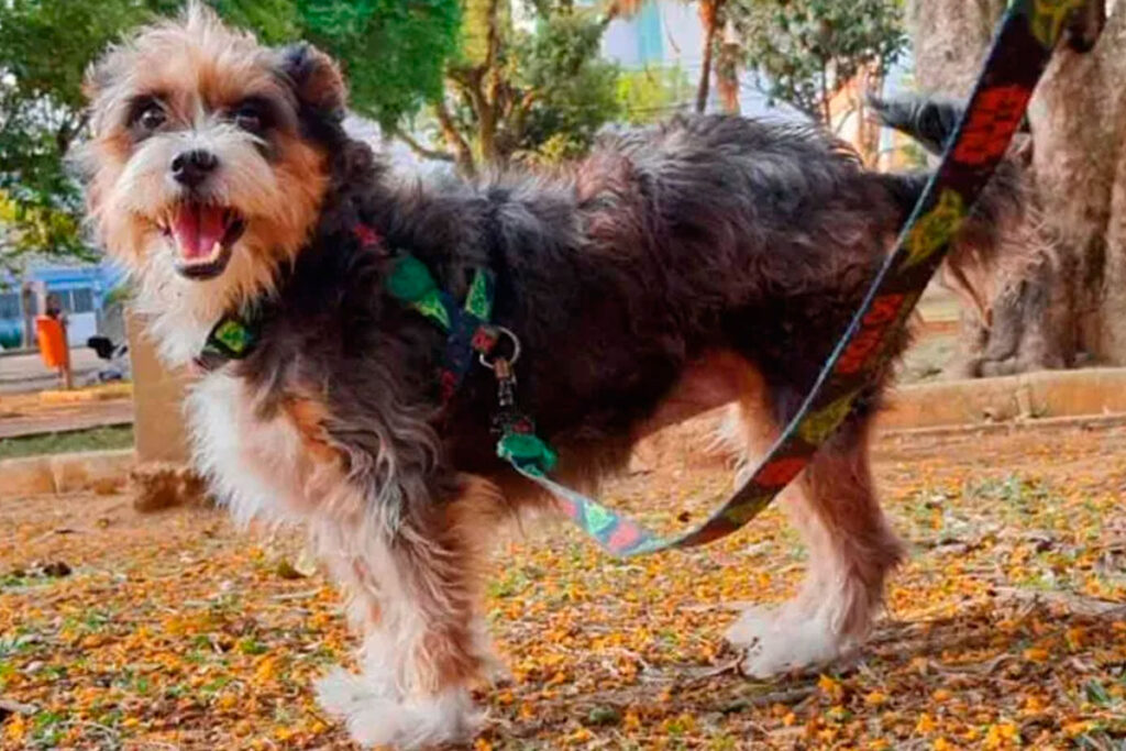 Lei Cãozinha Daiana prevê multas e perda da guarda após ataques de cães em Juiz de Fora 1 lei caozinha daiana foto arquivo pessoal