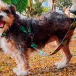Lei Cãozinha Daiana prevê multas e perda da guarda após ataques de cães em Juiz de Fora 18 lei caozinha daiana foto arquivo pessoal