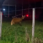 VÍDEO: Lobo-guará avistado no Salvaterra reacende debates sobre a expansão urbana 15 lobo guara reproducao redes sociais destacada