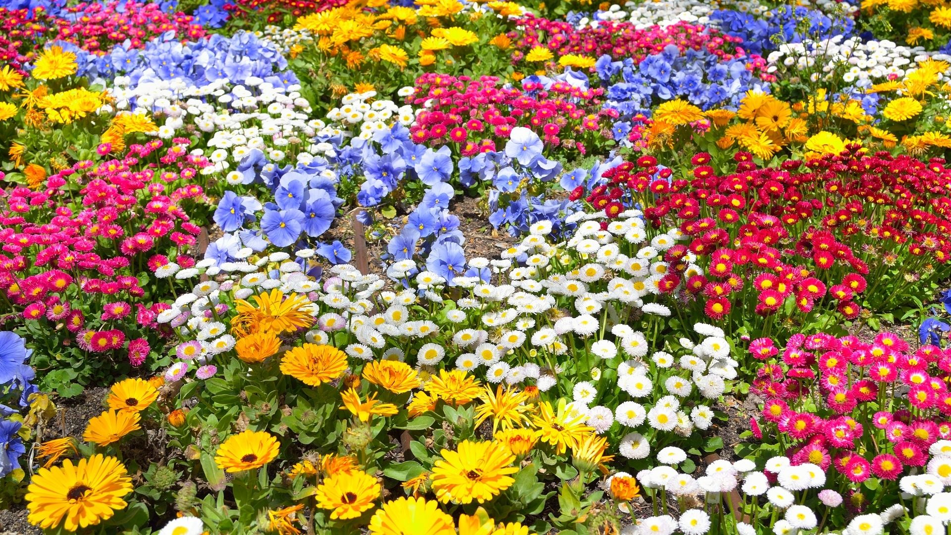 Estas plantas florescem no inverno e deixam o jardim colorido o ano inteiro