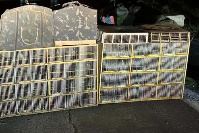 Dupla é presa com 37 trinca-ferros e pode ser multada em até R$ 450 mil na Zona da Mata 1 Dupla é presa com 37 trinca-ferros e pode ser multada em até R$ 450 mil na Zona da Mata