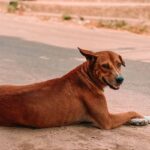 Vira-lata caramelo: estudo inédito mostra que o DNA do animal ajuda a contar a história do Brasil 46 vira-lata caramelo