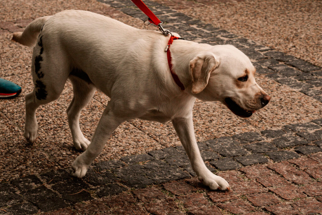 Condomínio é condenado após cão de moradora ser atacado e morrer em Minas 1 cachorro condominio foto pexels