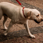 Condomínio é condenado após cão de moradora ser atacado e morrer em Minas 9 cachorro condominio foto pexels
