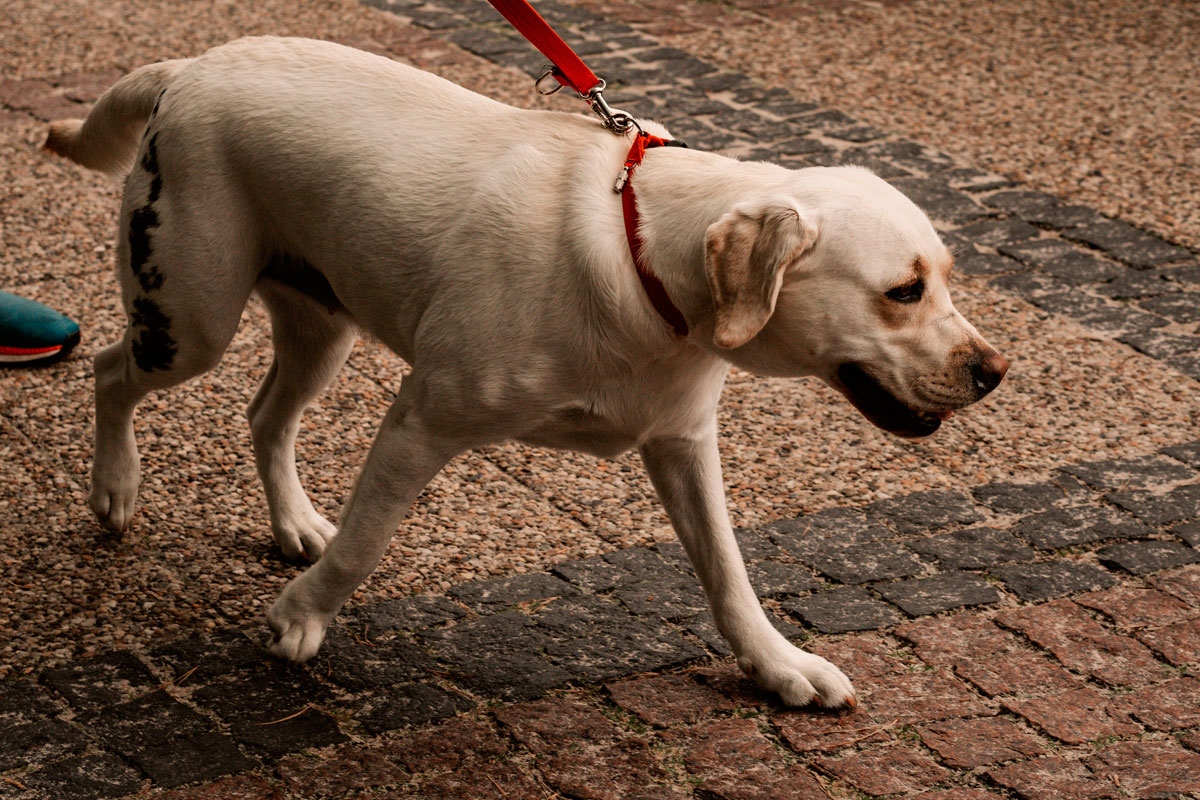 Condomínio é condenado após cão de moradora ser atacado e morrer em Minas