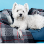 cama cachorro
