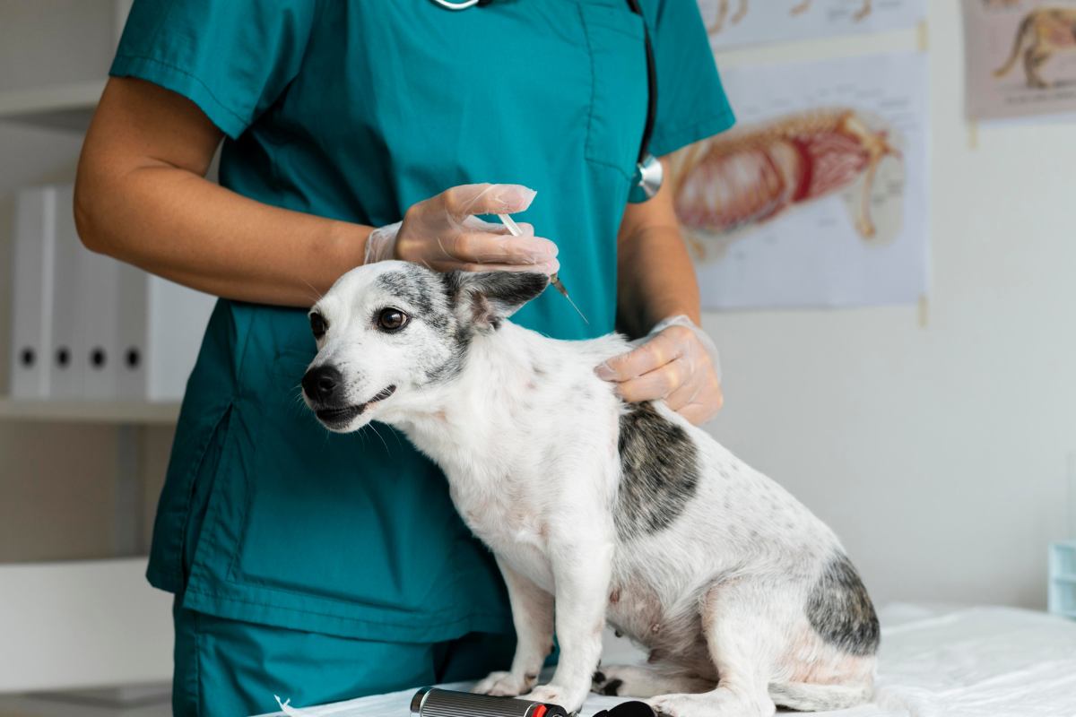 Vacinação antirrábica para cães e gatos começa na Zona rural de Juiz de Fora nesta quarta