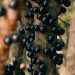 Conheça 19 frutos brasileiros ricos em compostos antioxidantes 11 jaboticaba frutas do brasil foto pexels