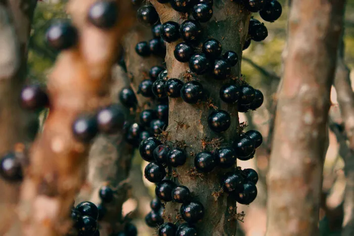 Conheça 19 frutos brasileiros ricos em compostos antioxidantes