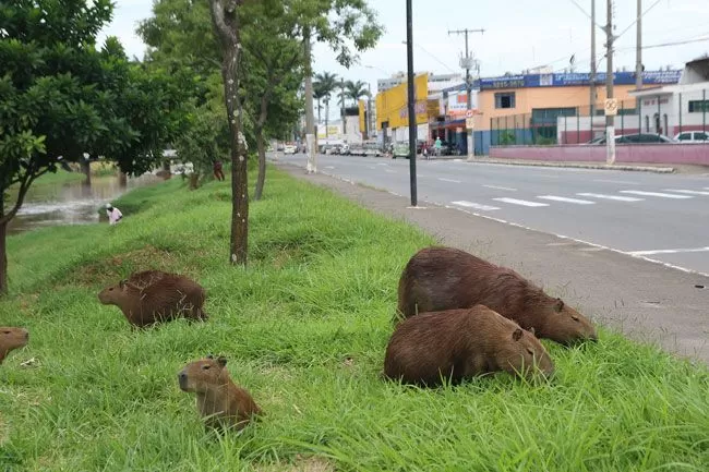 capivaras se aglomeram nas margens da avenida brasil chegando ate a pista ha relatos de atropelamentos fernando priamo17 02 16