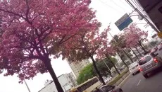 ipe roberto1