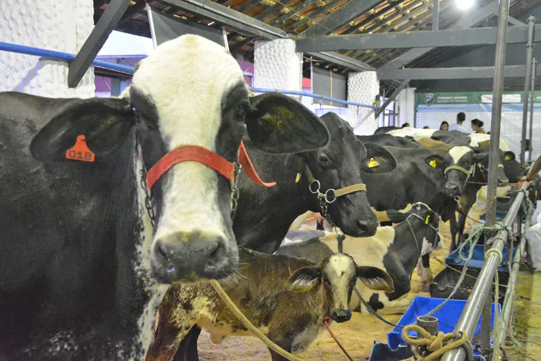 festa agropecuaria