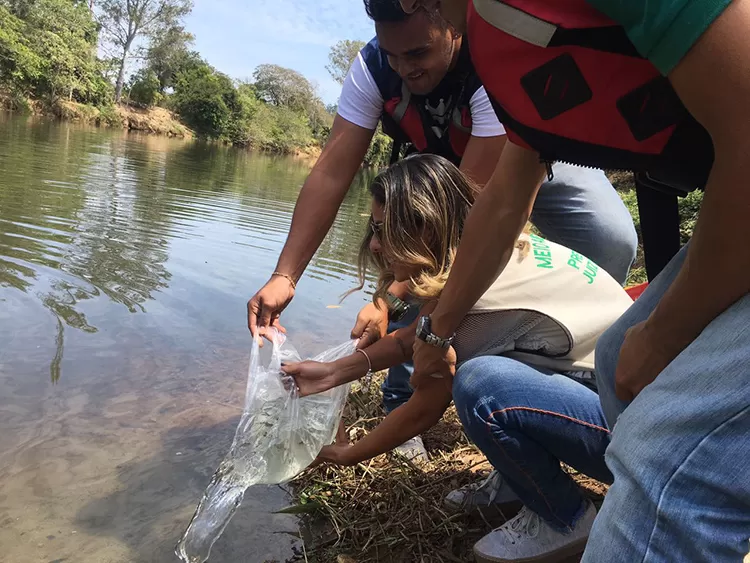 Oito mil alevinos são soltos no Rio do Peixe 1 soltura de alevinos2