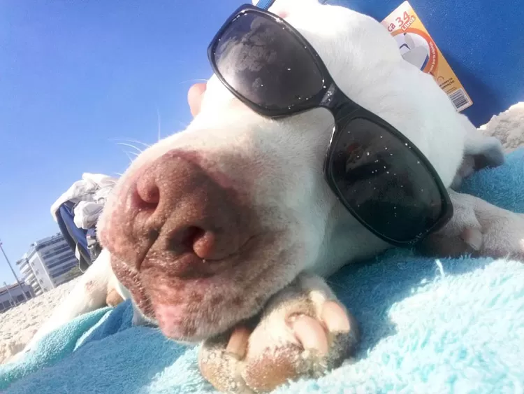 Vaquinha para ajudar cão que luta contra um câncer movimenta as redes sociais 1 zeus 2