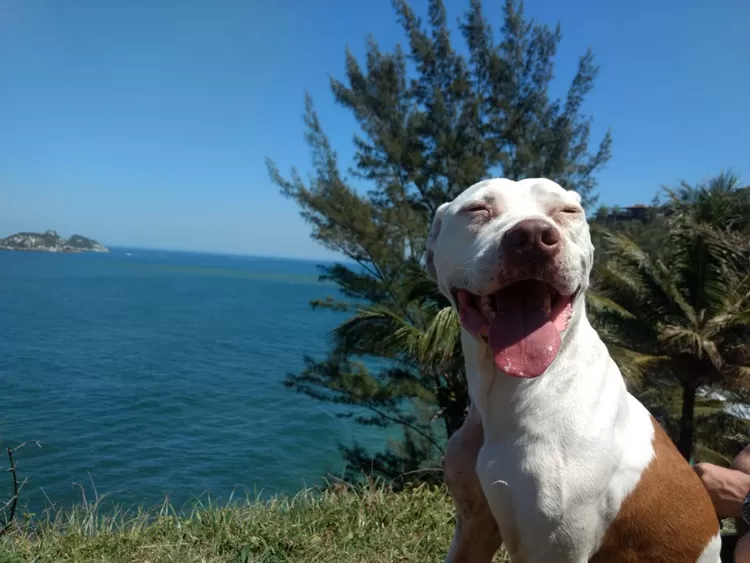 Vaquinha para ajudar cão que luta contra um câncer movimenta as redes sociais 2 zeus 3