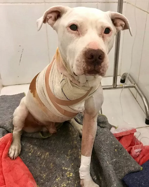 Vaquinha para ajudar cão que luta contra um câncer movimenta as redes sociais 3 zeus