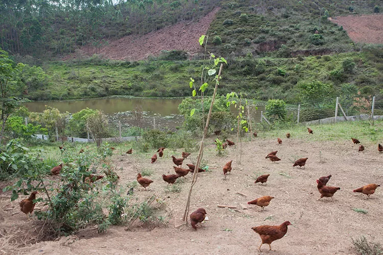 Produção de shitake, hortaliças, mel, legumes e ovos está na ordem do dia da Fazenda Reserva para o fomento à agroecologia (Foto: Gal Oliveira)