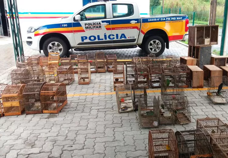 Foto: Polícia Militar/Divulgação pássarosdivulcaçaoPMA