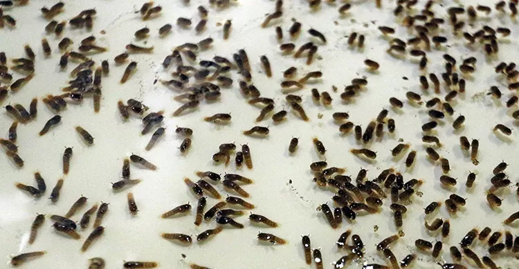 aedes leo3