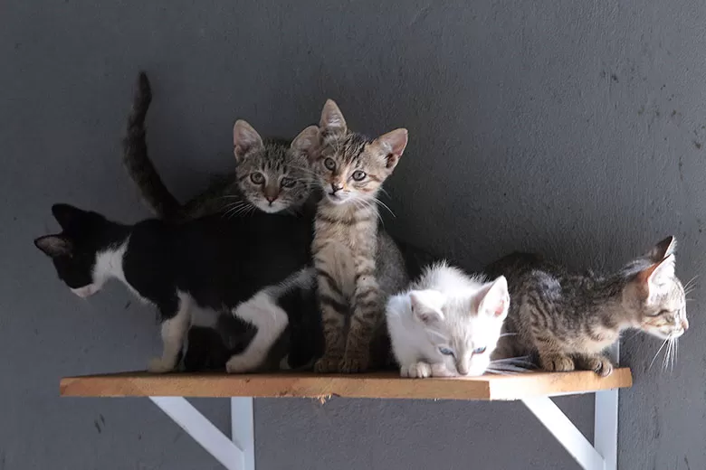 animais fernando