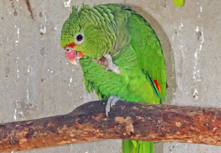 Limitação do Ibama impede destinação de animais silvestres apreendidos 2 valente maritaca