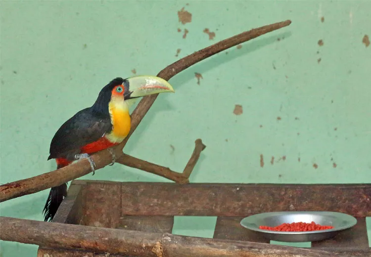Limitação do Ibama impede destinação de animais silvestres apreendidos 4 valente tucano