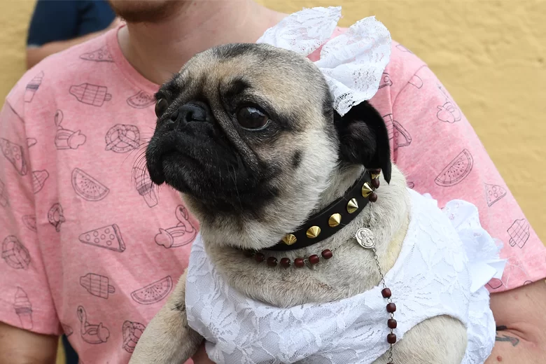 Animais são abençoados em celebração a São Francisco de Assis 1 sfmarcelo 1