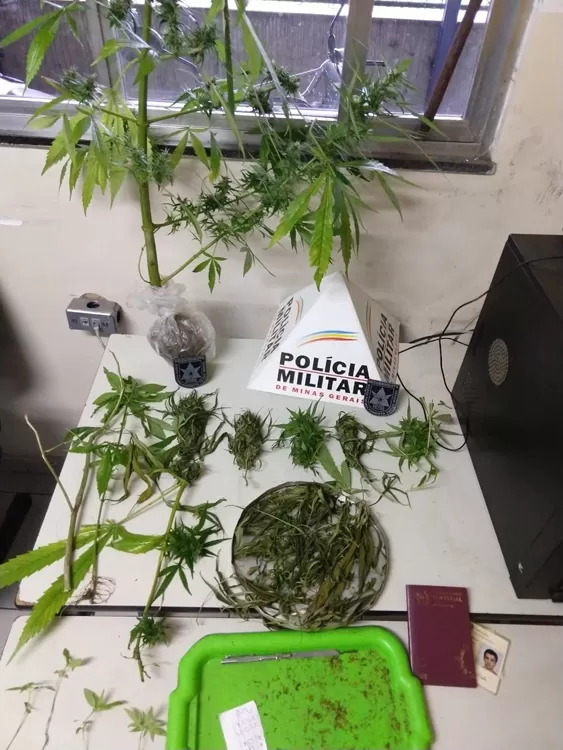Português é preso por suspeita de comércio de mudas de maconha 1 maconha do português 2 foto PM