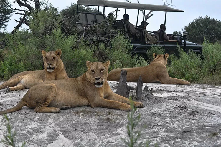 Viagens de experiências: roteiros feitos sob medida 4 boa viagemChitabe Concession – Botswana