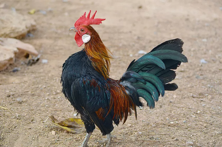 gallo