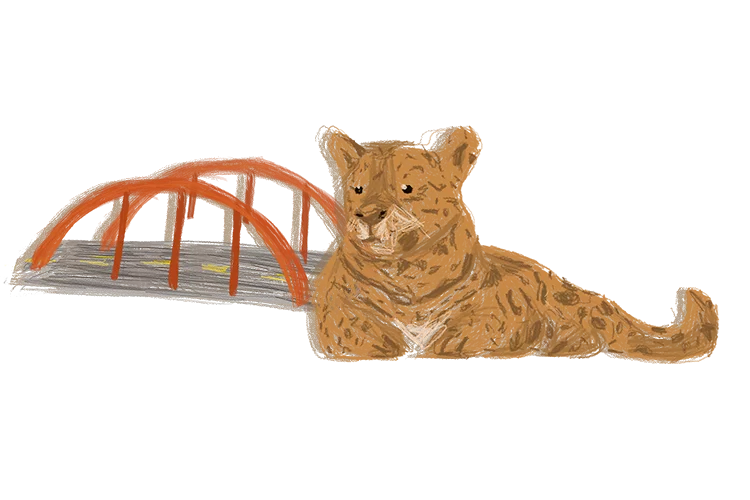 Ponte