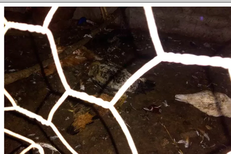 Onça-pintada é suspeita de matar nove galinhas na Zona Norte 1 onça pintada galinheiro