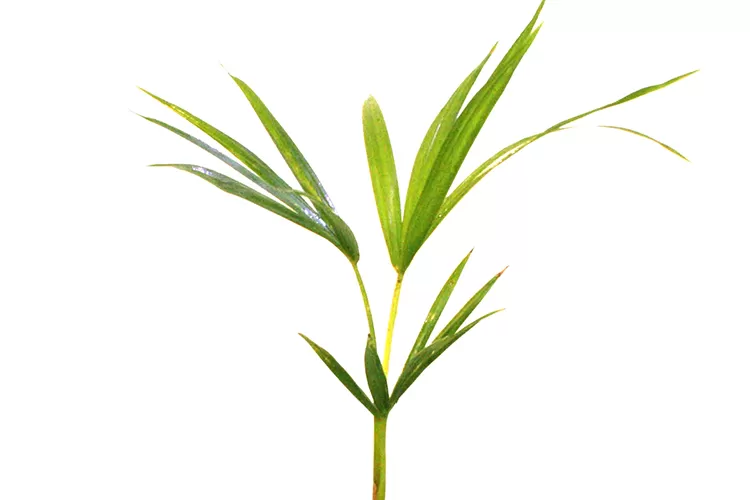 palmito