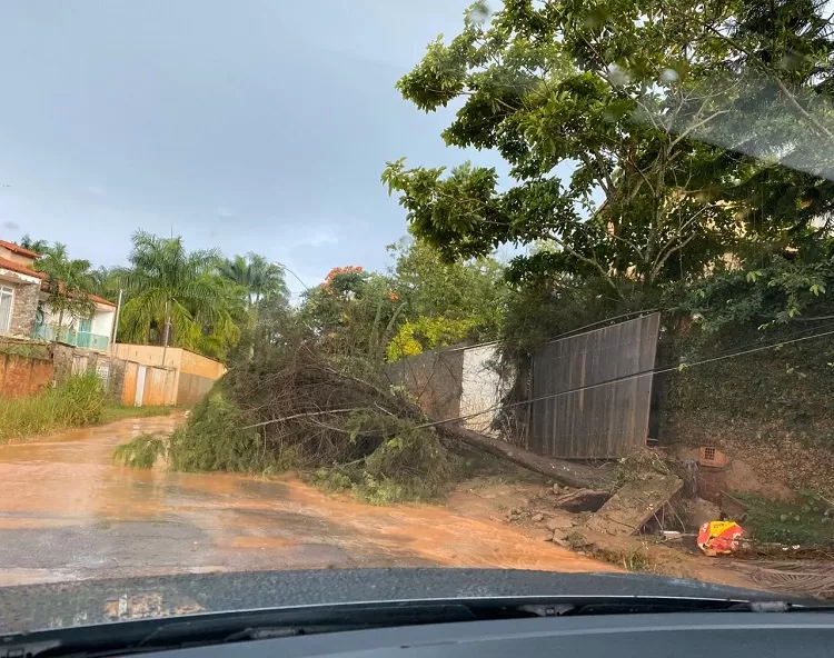 Chuvas e ventos fortes derrubam árvores em Juiz de Fora 4 arvore caida by fernado assad