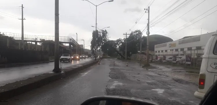 Chuvas e ventos fortes derrubam árvores em Juiz de Fora 1 arvore caida jk by Victor Coelho