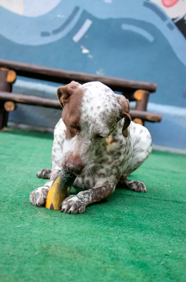 Seu pet é estressado? Conheça a PetsCalm e o enriquecimento ambiental 4 Petscalm 2