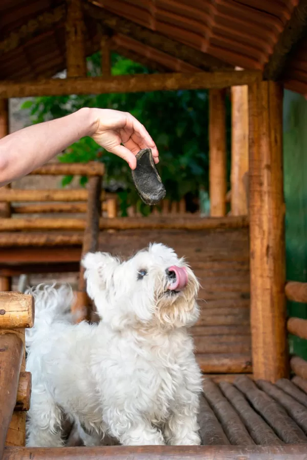 Seu pet é estressado? Conheça a PetsCalm e o enriquecimento ambiental 3 petscalm 1
