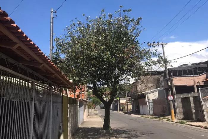 Descarte irregular de lixo em via pública 1 vu arvore