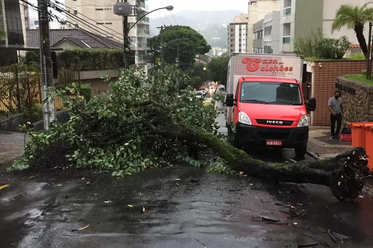 Chuva forte causa queda de árvores e alagamentos em Juiz de Fora 3 arvore fernando priamo