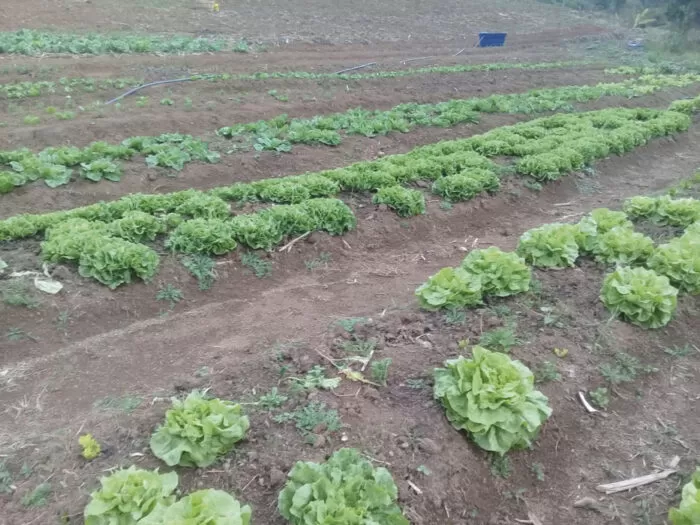 Interesse por alimentação saudável aproxima pequenos produtores e consumidores 4 plantacao mst