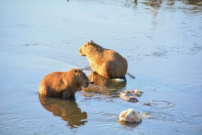 rio paraibuna capivara by jessica pereira