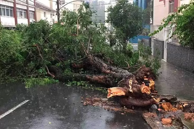 Temporal com ventos de até 77km/h causa quedas de árvores e postes 3 arvore caida na tiradentes fernando priamo