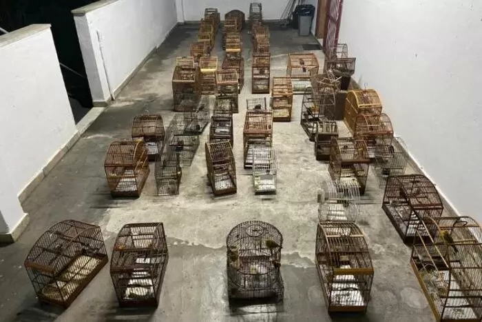 PM prende responsável por manter mais de 50 pássaros em cativeiro em Senador Cortes 1 08 01 2022 passaros cativeiro Foto Policia Militar de Meio Ambiente