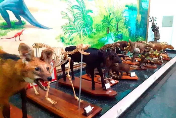 Museu do UniAcademia reabre as portas e planeja novas mostras 1 museu