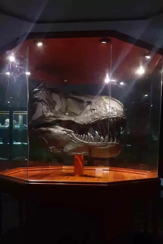 museu trex