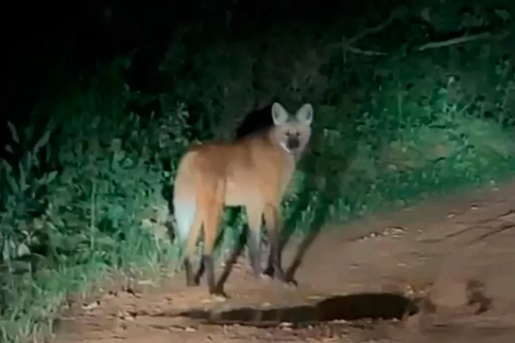 Lobo-guará é avistado na zona rural de Santos Dumont 1 lobo guara by miguel couri