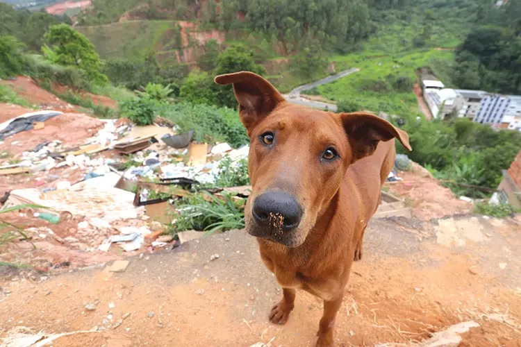 Declaração Universal dos Direitos dos Animais completa 45 anos 1 CACHORRO DE RUA felipe couri 10