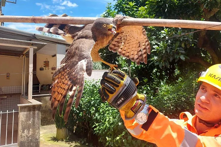 Bombeiros resgatam gavião carrapateiro preso em bambuzal 1 gaviao resgatado cataguases divulgacao corpo de bombeiros