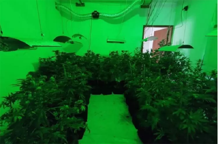 Servidor público é condenado a 13 anos de prisão por cultivo de maconha em larga escala 1 Uba operacao Nematoide 1 divulgacao mpmg